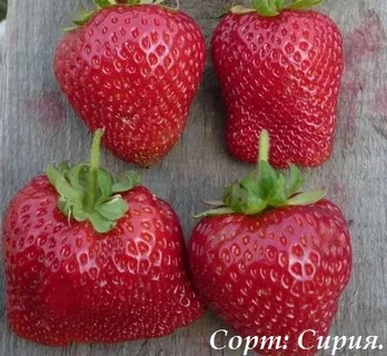 Клубника  "Сирия"  (6 шт.)